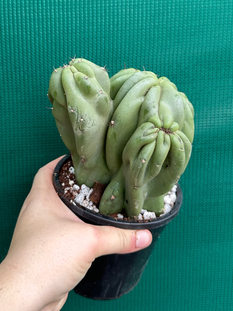Cereus Peruvianus 'Monstrose'