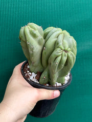 Cereus Peruvianus 'Monstrose'