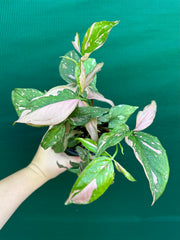 Syngonium ‘Red Spot’