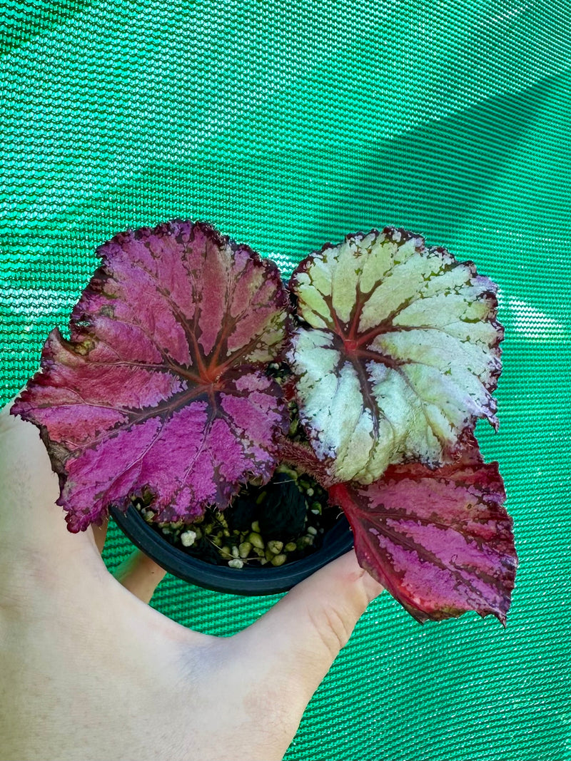 Begonia ‘Australian Fair’