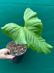Anthurium ‘Balaoanum’