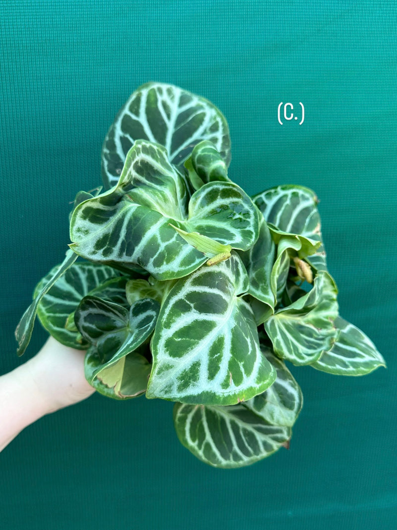 Anthurium crystallinum hybrid NEW