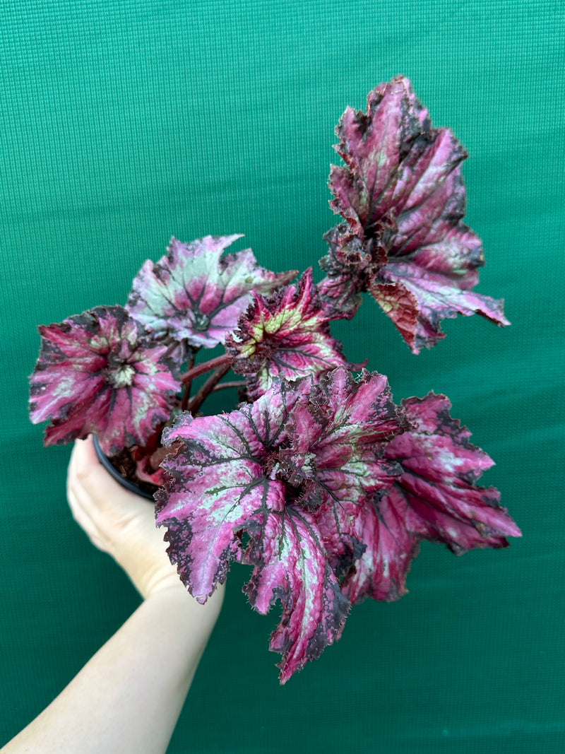 Begonia ‘Raspberry’