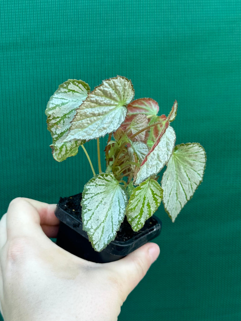 Begonia NOID NEW