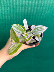 Tradescantia ‘Nanouk’