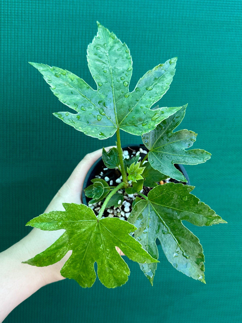 Fatsia Japonica 'Spiders Web’