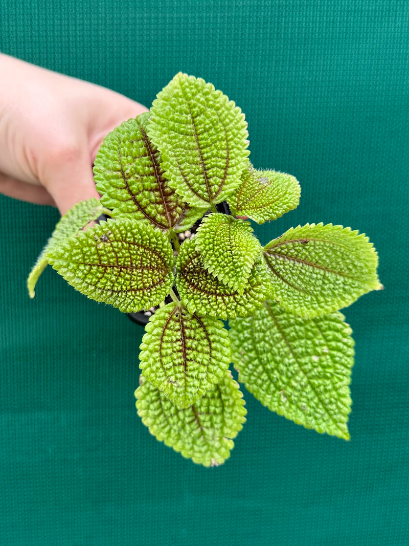 Pilea involucrata