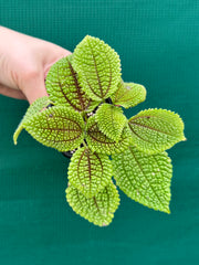 Pilea involucrata