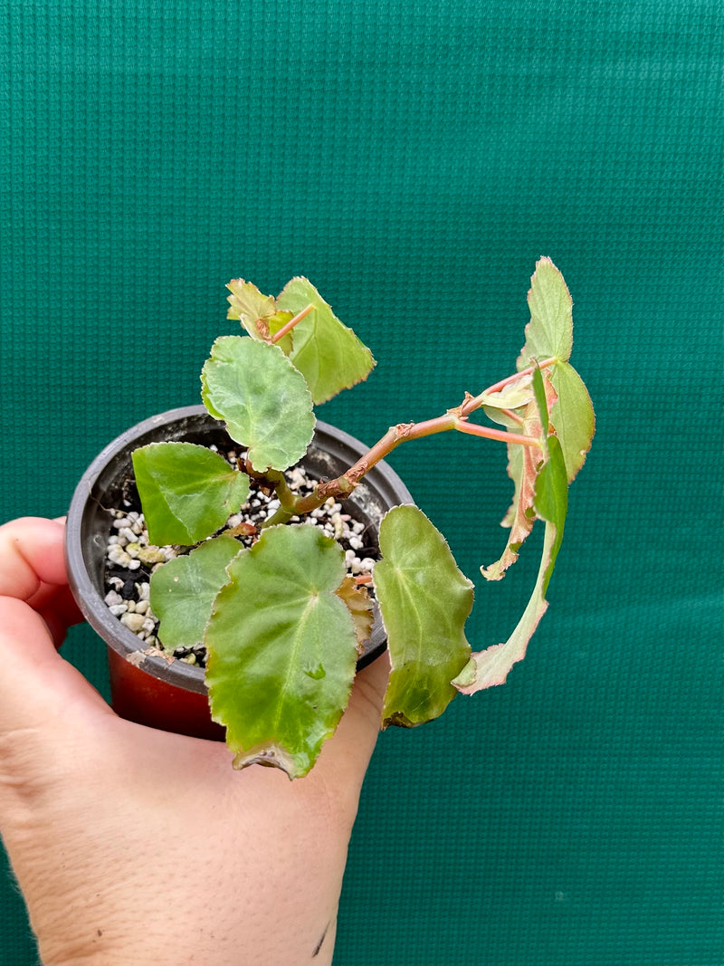 Begonia ‘Dietrichiana’
