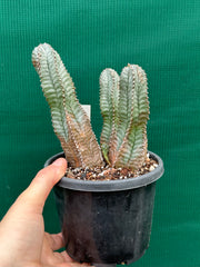 Euphorbia Horrida Hybrid NEW