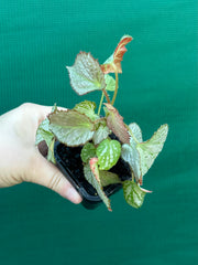 Begonia NOID NEW