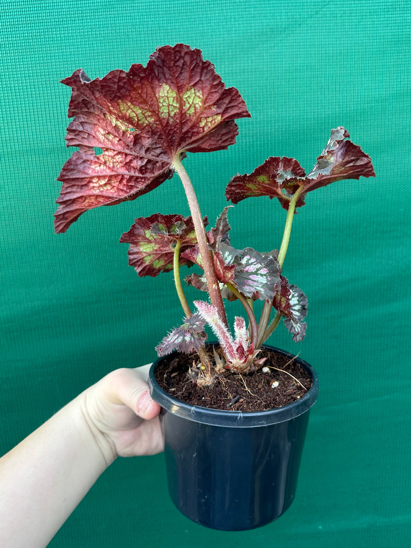 Begonia ‘Cherry Bright’