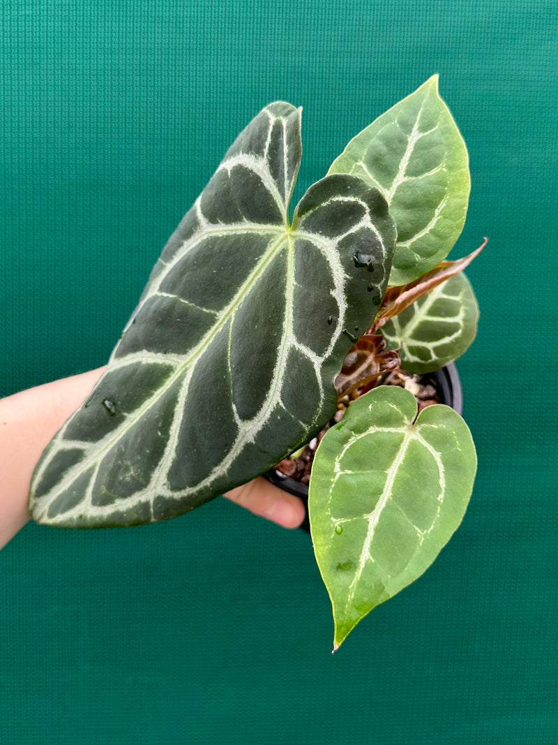 Anthurium Crystallinum Hybrid ‘Helga’ NEW