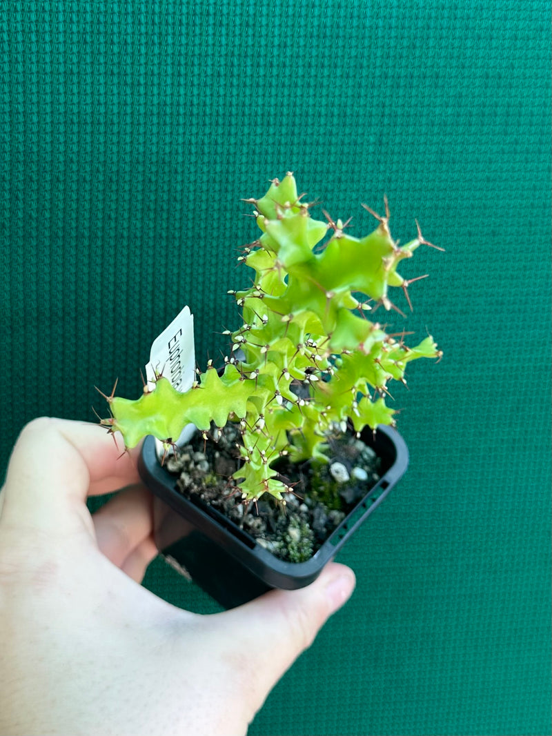Euphorbia wakefielii NEW