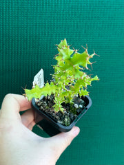 Euphorbia wakefielii NEW