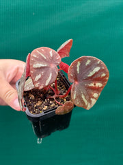 Begonia balansana