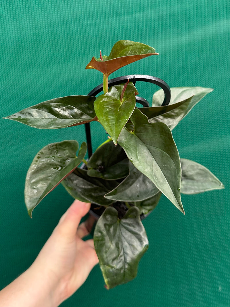 Syngonium ‘Red Arrow’