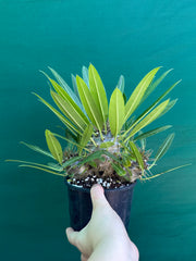 Pachypodium fiherense NEW