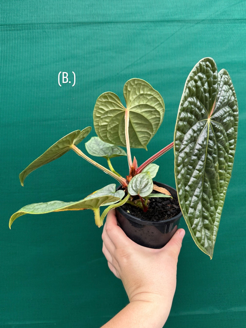 Anthurium luxurians | Aroids Australia