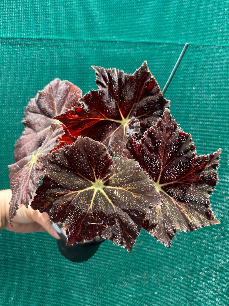 Begonia ‘Brad Thompson’