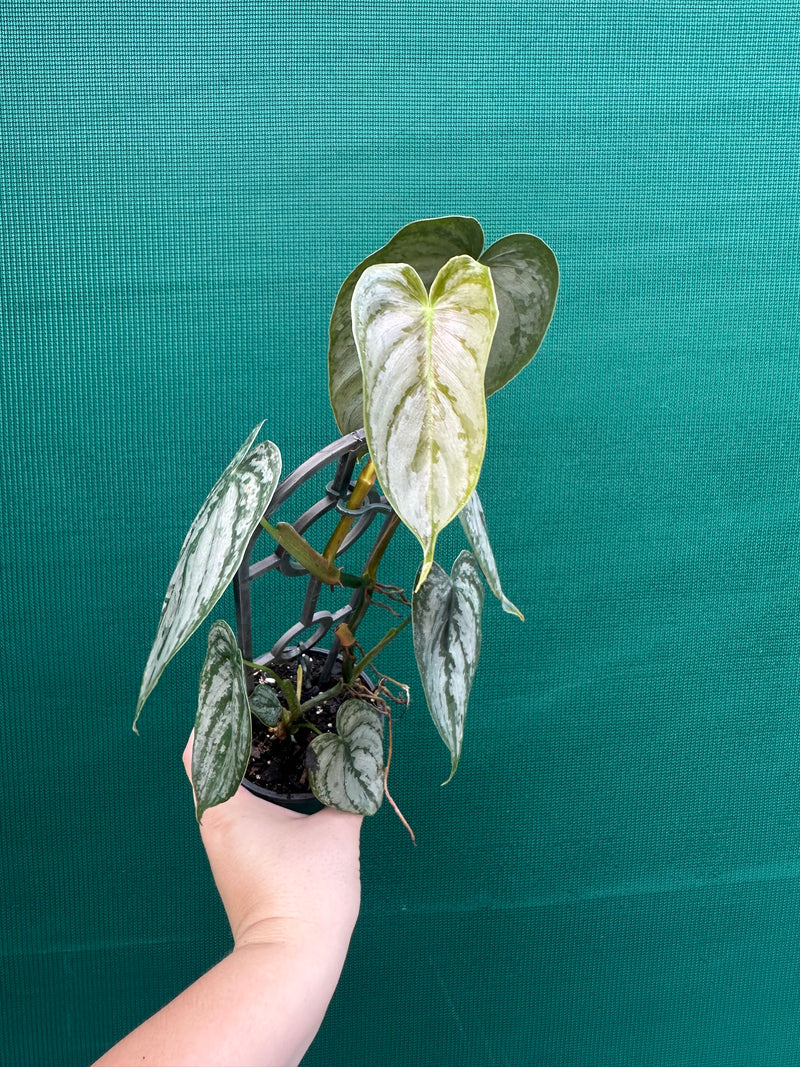 Philodendron Brandtianum | Aroids Australia