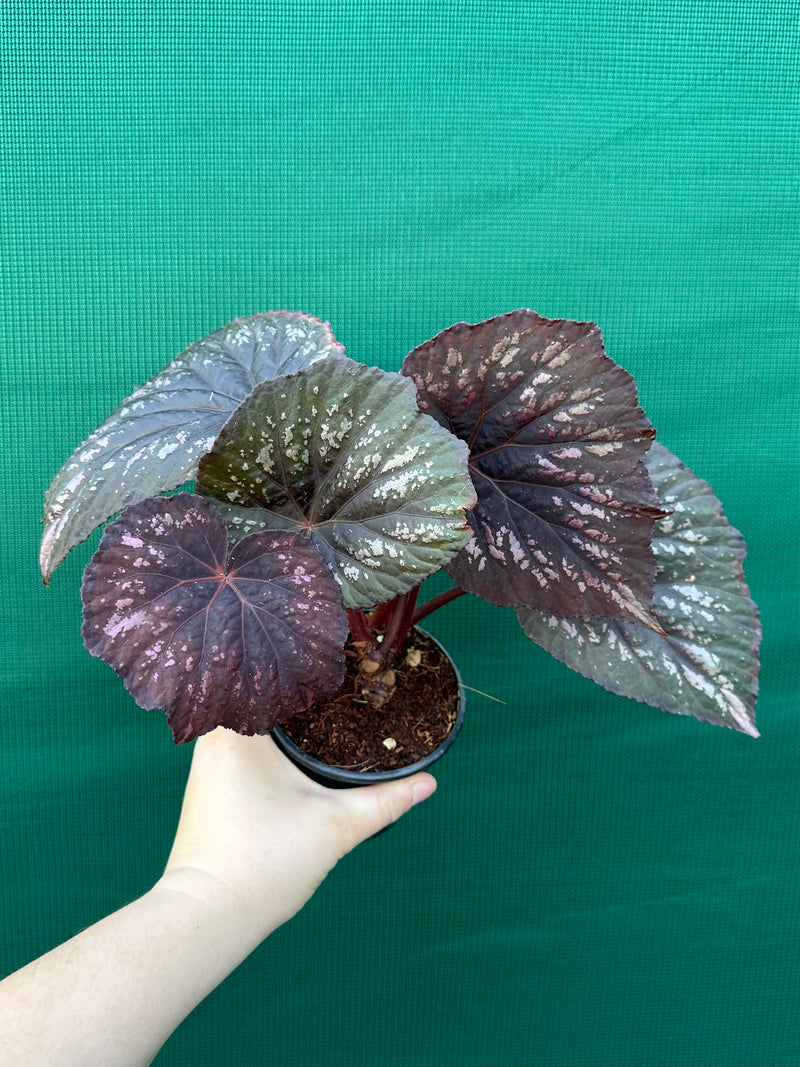 Begonia ‘Annan Storm’ NEW