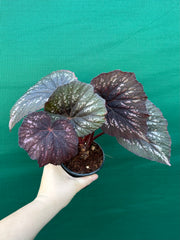 Begonia ‘Annan Storm’ NEW