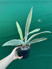 Sansevieria ‘Siam Silver’ NEW