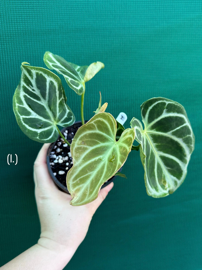 Anthurium crystallinum hybrid NEW