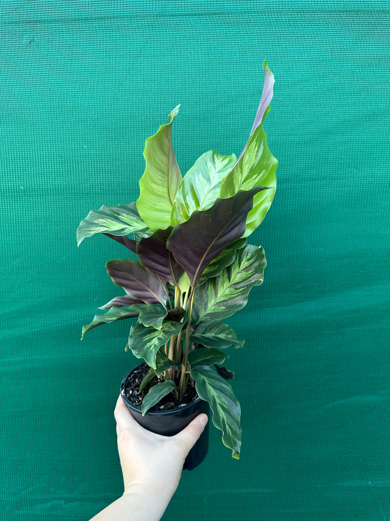 Calathea ‘Louisae Misto’ NEW