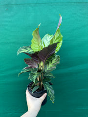 Calathea ‘Louisae Misto’ NEW
