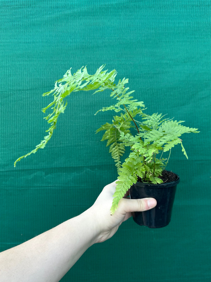 Pteris Fern Unknown 6