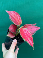 Aglaonema ‘Sunshine’