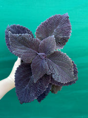 Coleus ‘Black Prince’ NEW