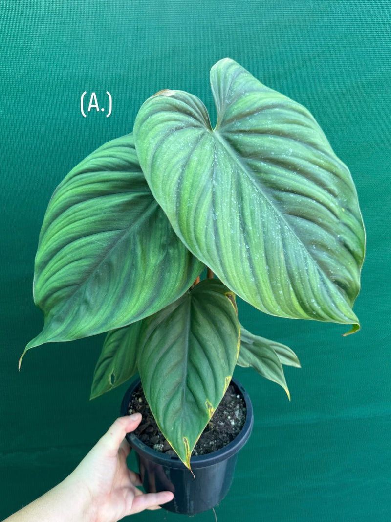 Philodendron ‘Colombia’ NEW