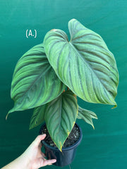 Philodendron ‘Colombia’ NEW