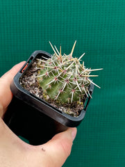Notocactus submamulosus NEW