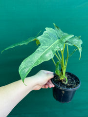 Philodendron ‘Golden Dragon’ NEW