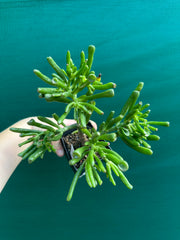 Crassula ovata ‘Skinny Fingers’ NEW