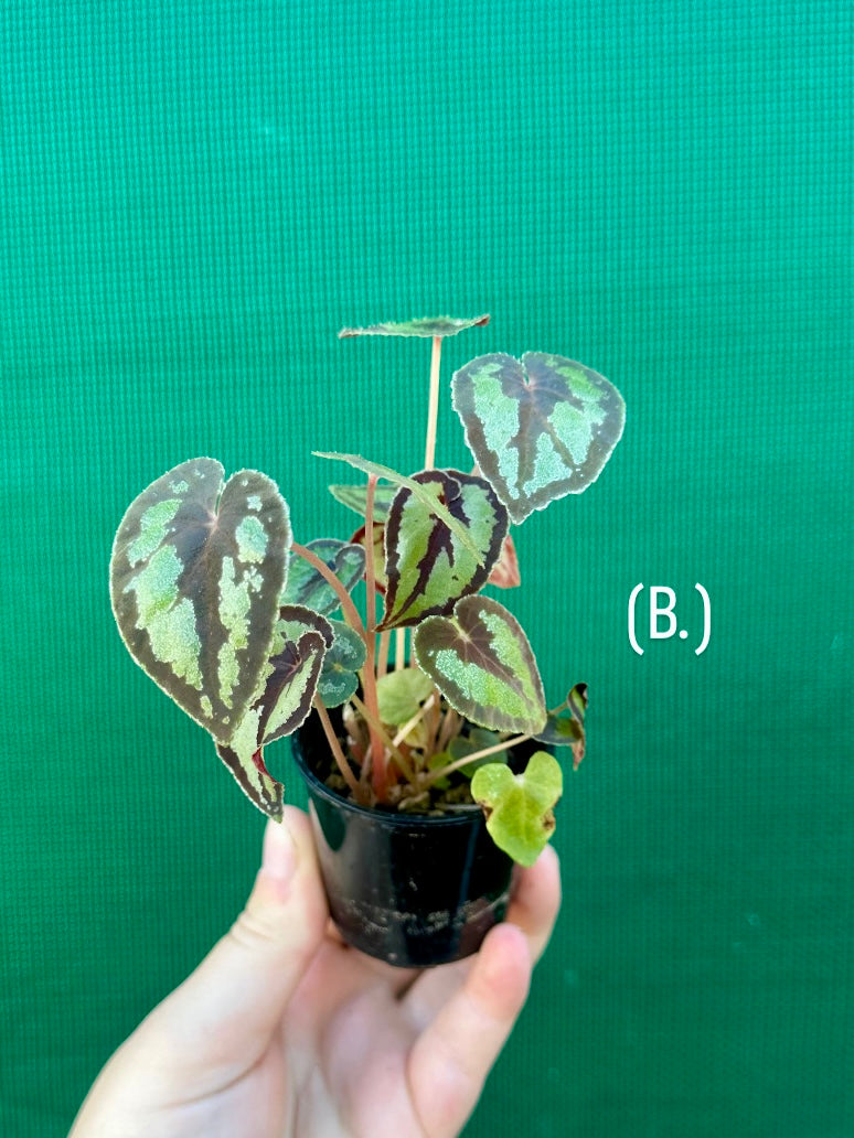 Begonia Dinhdui
