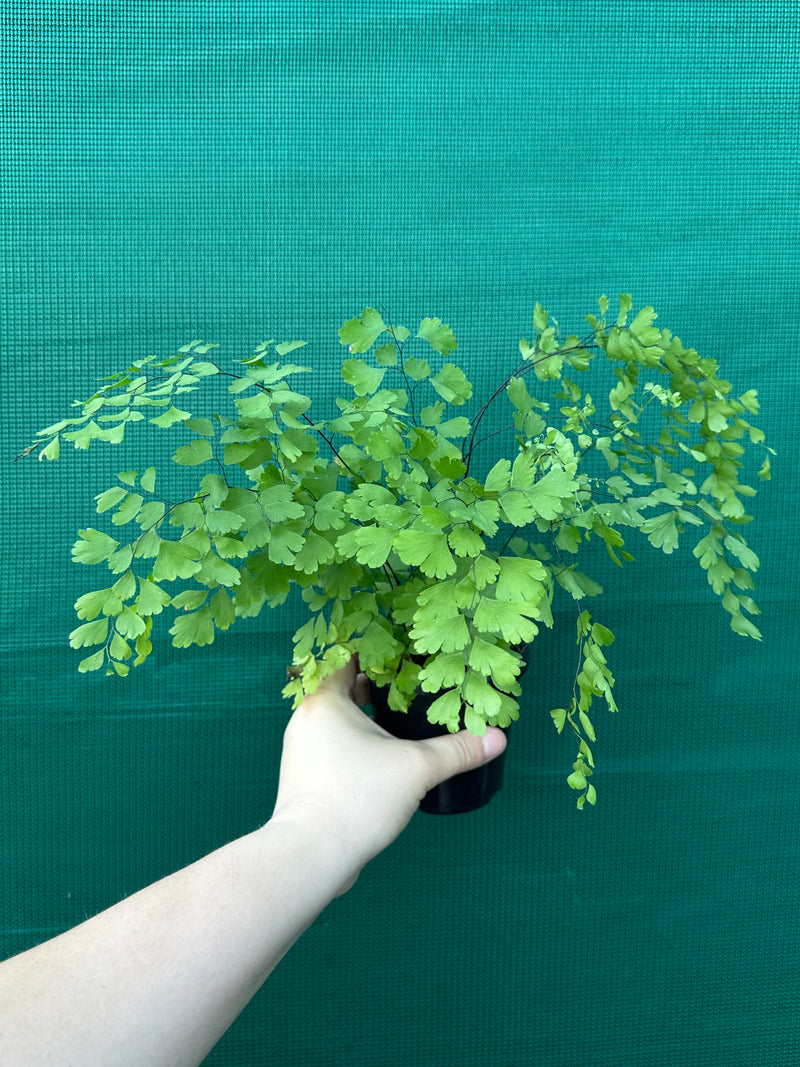 Adiantum unknown 1