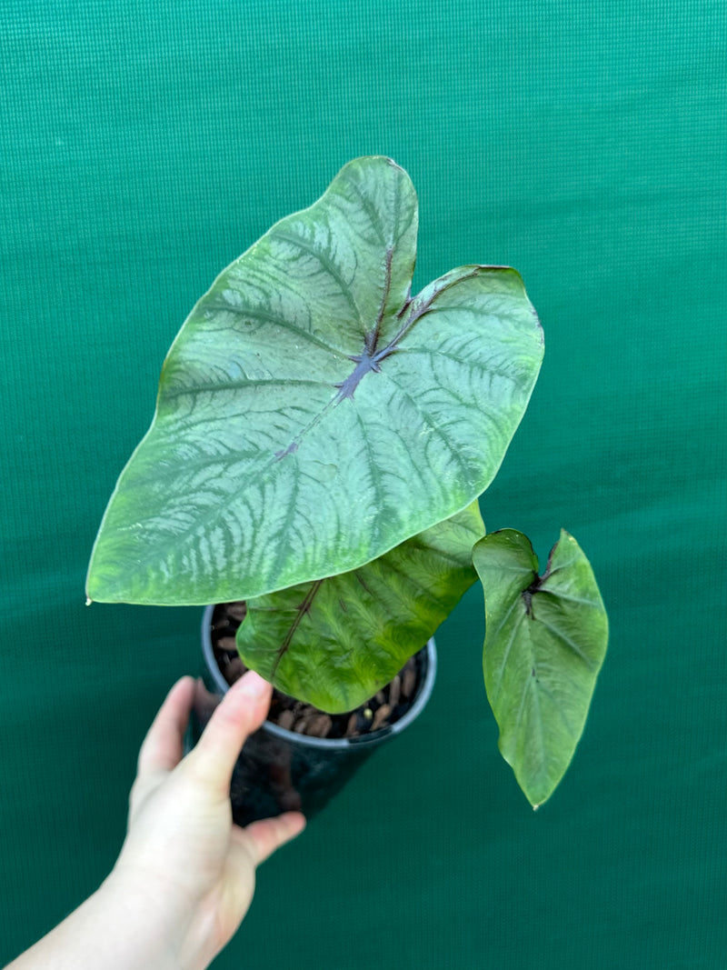Alocasia ‘Pharaohs Mask’ NEW