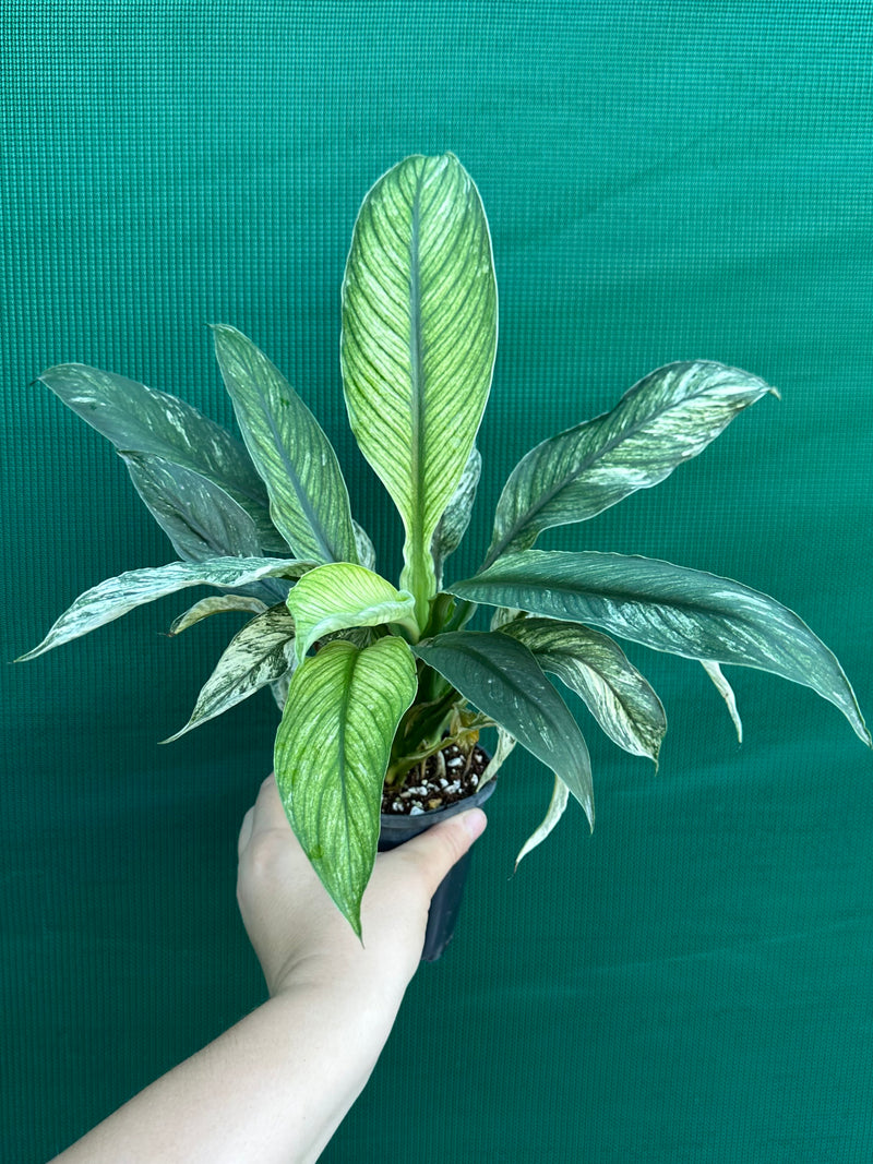Spathiphyllum ‘Candle Light’