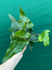 Anthurium ferrierense crisped