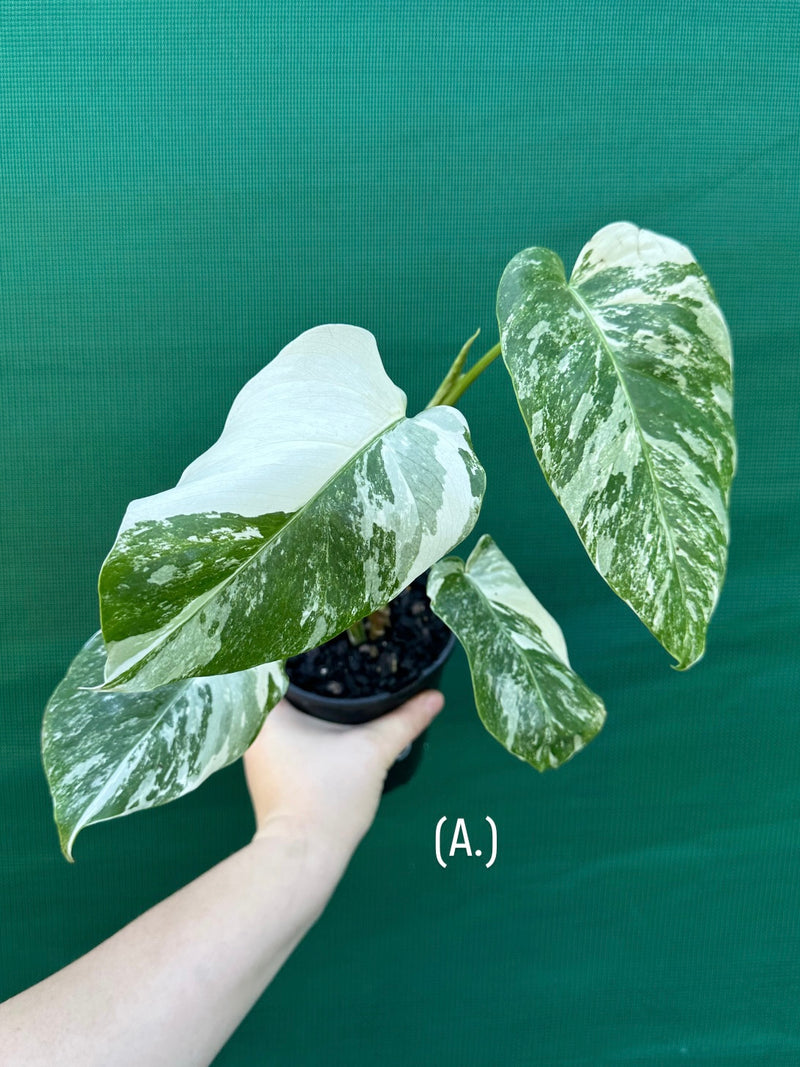 Monstera deliciosa borsigiana variegated albo NEW