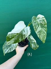Monstera deliciosa borsigiana variegated albo NEW