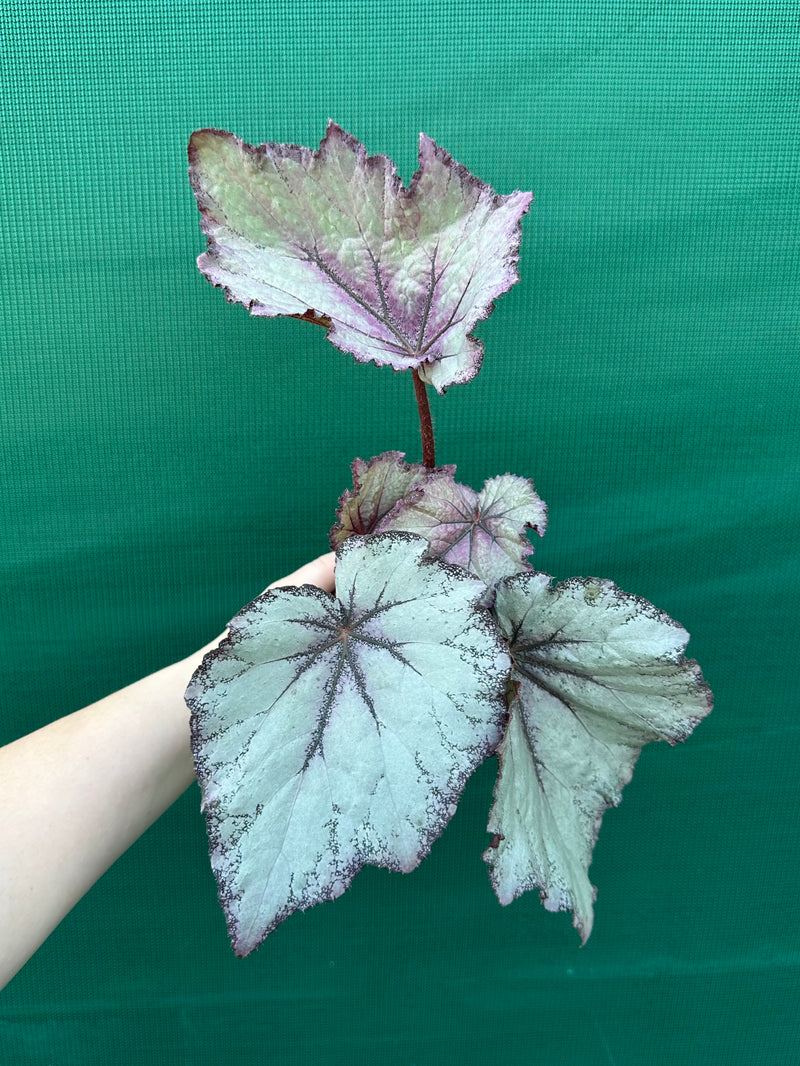 Begonia ‘Princess’