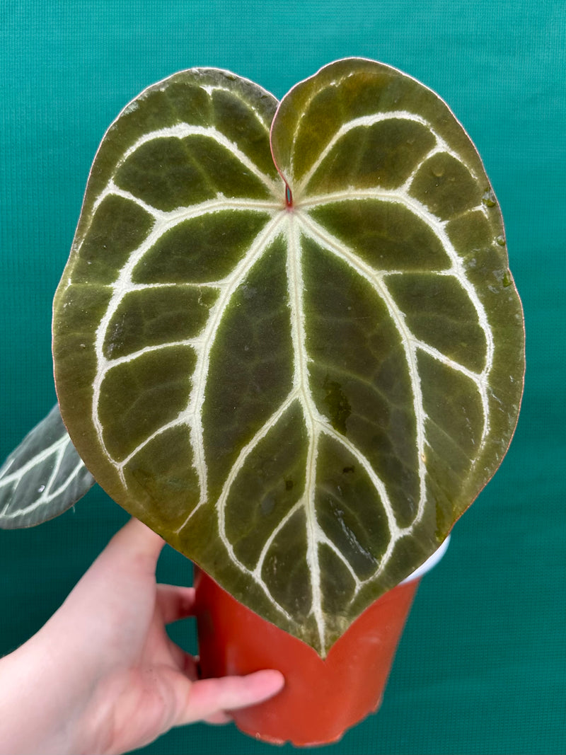 Anthurium ‘Crystallinum’ ‘Cape Oasis’ NEW