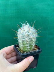 Oreocereus trollii