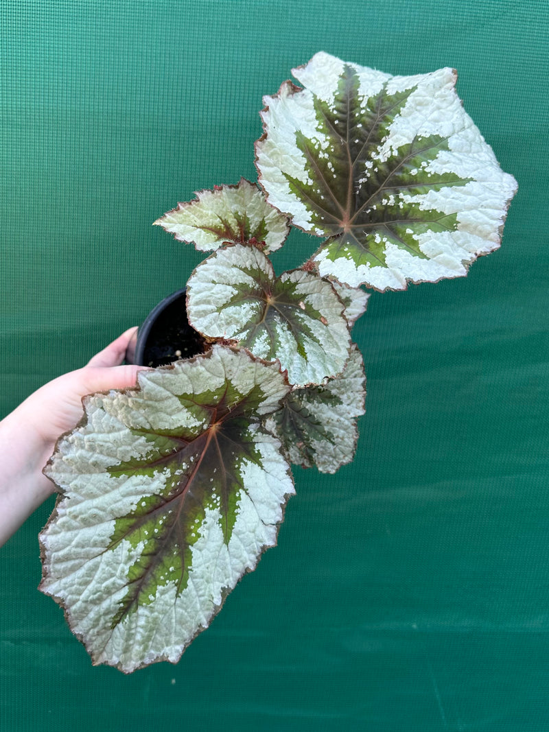 Begonia ‘Silver Anniversary’